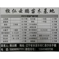 银中杨胸径2-3公分 辽宁苗木网 辽宁银中杨基地 云鹏苗木
