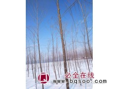 直杆榆的价格 安徽直杆榆大量供应 森苗园艺 成品直杆榆精品树图1