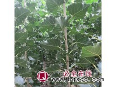 107速生杨苗/杨树苗/银中杨/速生杨/毛白杨/无絮杨树苗/速生杨树/园野苗木合作社图1