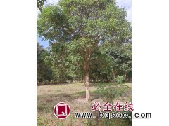 东台苗木基地润江苗木专供大叶女贞 小叶女贞 女贞精品树 女贞图1