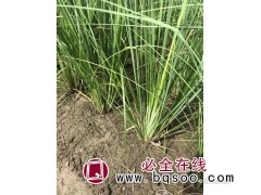 蒲苇 矮蒲苇批发 常绿蒲苇价格 懿兴水生植物供各种水生植物图1