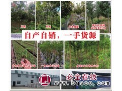 大量供应当年扦插中山杉杯苗 中山杉118系 东台杉缘园林图1