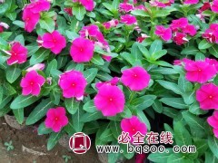 青州花卉 专供长春花钵苗 长春花小苗 造景长春花 好全花卉图1