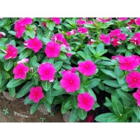 青州花卉 专供长春花钵苗 长春花小苗 造景长春花 好全花卉