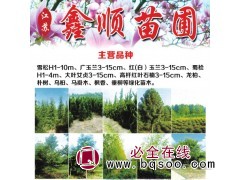 主营1-10米精品雪松造型树 南京雪松基地 鑫顺苗圃专供雪松图1