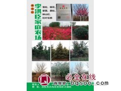 红花紫薇小苗 紫薇小苗基地 青岛紫薇树批发 李洪臣家庭农场图1