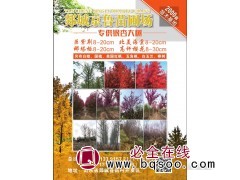 8-30公分高杆樱花现货 专供樱花树 京鲁苗圃高杆樱花树基地图1