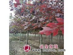 娜塔栎图1
