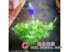 薰衣草报价 薰衣草花海 农户批发价格优惠 凯盛花卉 薰衣草苗图1