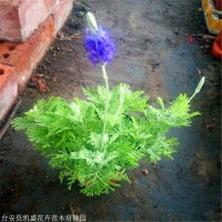 薰衣草报价 薰衣草花海 农户批发价格优惠 凯盛花卉 薰衣草苗