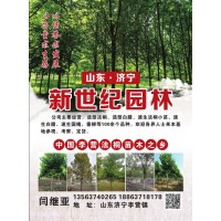 专供造型法桐、速生法桐小苗 济宁法桐苗 新世纪园林 法桐基地