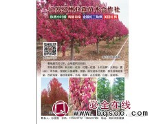 美国红枫 金陵红三角枫专供 邳州红枫 三角枫 亚森花卉苗木图1