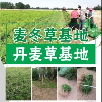 菏泽麦冬草基地 丹麦草供应 亚威种植合作社专业供应麦冬草