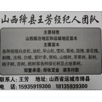 供应公众规格白皮松 白皮松小苗 白皮松精品树 山西苗木网