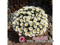 雏菊盆栽 四季小雏菊 庭院花卉耐寒花卉 青州雏菊苗 尚浩花卉图1