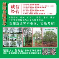 香樟定植容器苗 精品香樟树 益阳香樟树基地 益阳永隆苗木基地