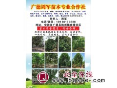 专业红叶石楠球 红叶石楠柱 红叶石楠基地 安徽周军苗木基地图1