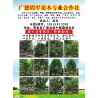 专业红叶石楠球 红叶石楠柱 红叶石楠基地 安徽周军苗木基地