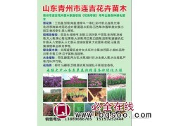 专供花海宿根花卉苗 青州花海设计建设 青州连吉花卉苗木基地图1