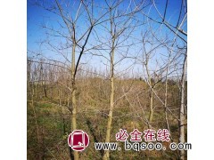 15-20公分乌桕苗 乌桕基地 乌桕价格表 东霞苗木 乌桕苗图1