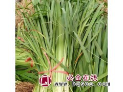 花菖蒲行情 水生植物花菖蒲 花菖蒲苗 青州水生花卉 泽鑫花卉图1