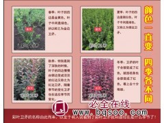 彩叶卫矛基地 彩叶卫矛工程苗 园林工程彩叶卫矛小苗 三彩园林图1