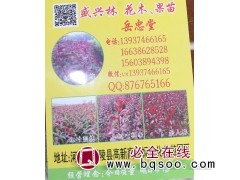 专业供应红叶榆叶梅苗 精品榆叶梅树苗 鄢陵盛兴林花木果苗基地图1