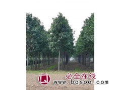 10-15公分楸树精品树 楸树基地 楸树价格 中原楸树研究所图1
