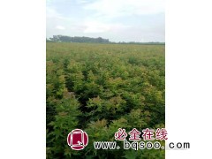 供应元宝枫小苗 周口元宝枫小苗 元宝枫价格表 中原楸树网图1