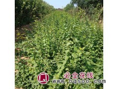 连翘苗 山西连翘苗 连翘苗基地 规格连翘苗图1