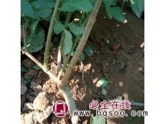 连翘苗 山西连翘苗 连翘苗基地 规格连翘苗图2