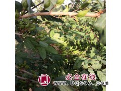 连翘苗 山西连翘苗 连翘苗基地 规格连翘苗图3