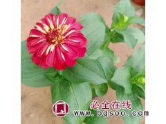 自家种植百日草 好全花卉 百日草绿化 花帯用百日草 花坛租摆图1
