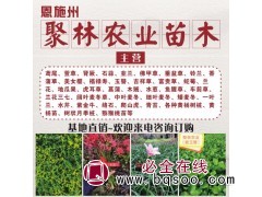 菖蒲种植基地 野草莓批发价格 品种全 优质可靠 湖北聚林农业图1
