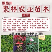 菖蒲种植基地 野草莓批发价格 品种全 优质可靠 湖北聚林农业