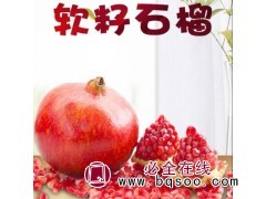 软籽石榴树苗图1