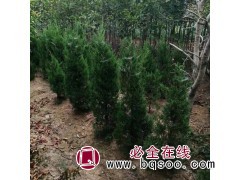 1-4米蜀桧苗大量供应 江苏蜀桧苗基地 南京蜀桧 鑫顺苗圃图1