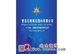 青岛红枫 美国红枫价格表 红枫基地 青岛枫红园林专供红枫图1