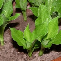 金边玉簪苗 花叶玉簪苗 黄花玉簪苗 各种玉簪苗 宏山宿根花卉