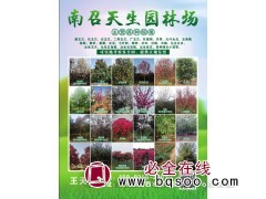 各种规格玉兰树 红/白/黄/广/紫玉兰价格表 南阳天生园林场图1