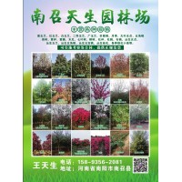 各种规格玉兰树 红/白/黄/广/紫玉兰价格表 南阳天生园林场