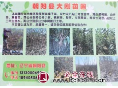 二年生鸡心果苗 鸡心果苗基地 朝阳鸡心果苗批发 辽宁大刚苗木图1