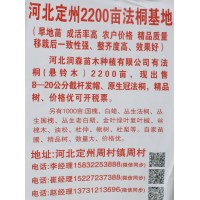 定州2200亩法桐基地专供8-20公分法桐 法桐 润森苗木