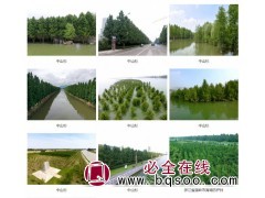 供应2-35公分中山杉 江苏中山杉基地 靖江中山杉良种基地图1