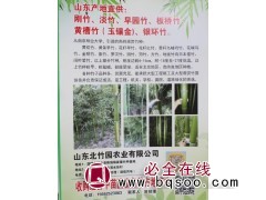 山东产地直供刚竹、淡竹、早园竹、板桥竹系列竹子 北竹园农业图1