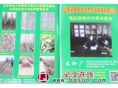 鲁毛50雄株无絮毛白杨，冠县毛白杨基地 冠县名仕毛白杨基地图1