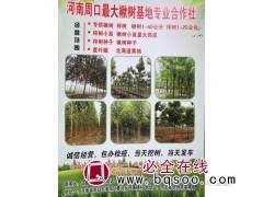 1-40公分楸树 梓树精品苗 周口楸树基地 直销楸树苗 楸树图1