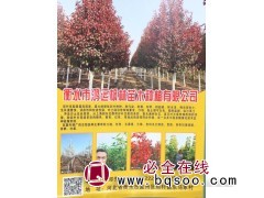3-9公分五角枫2万棵 衡水五角枫基地 衡水鸿运枫林苗木图1
