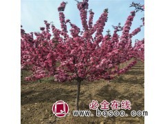 8-20公分绚丽海棠 西府海棠 垂丝海棠 北美海棠 三叶园林图1