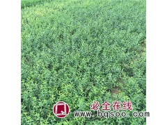 爬行卫矛 青州花卉批发小叶扶芳藤 大叶扶芳藤常青 泽鑫花卉图1